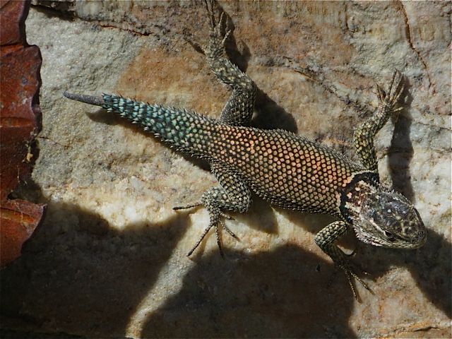 Lizard